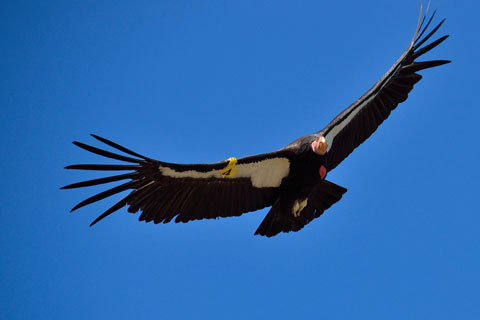California Condor, Big Sur, CA