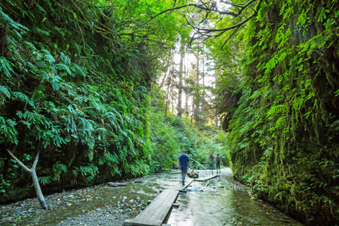 Fern Canyon in Prairie Creek Redwoods State Park, Humboldt County, California