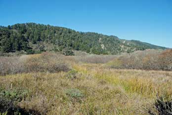Theodore J. Hoover Natural Preserve, Santa Cruz County, CA