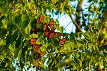 Monarch butterflies