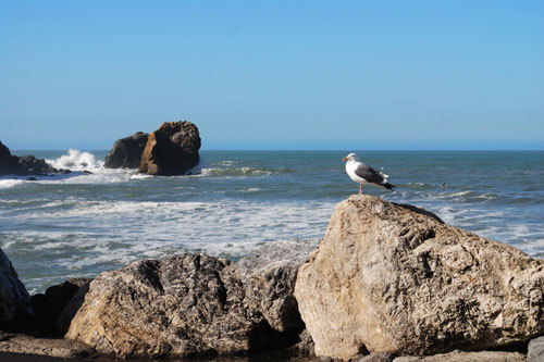 Rockaway Beach seagull, California