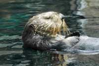 sea otter, Monterey Bay, CA