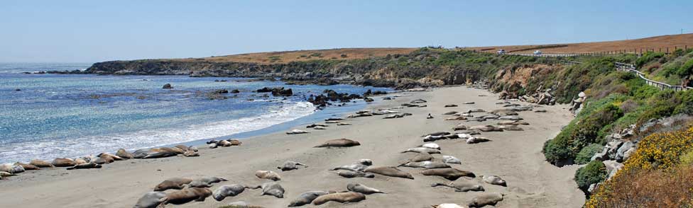 Piedras  Blancas elephant seals, San Luis Obisp County, California