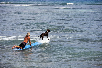 surfing dog