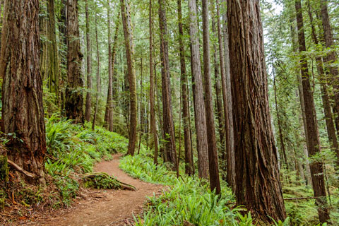 trail in Prairie Creek Redwoods State Park, Humboldt County, California