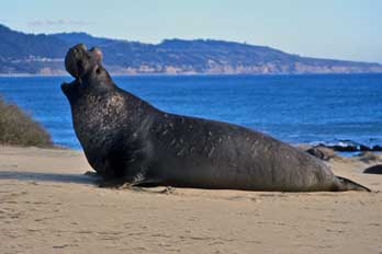 Elephant Seal, Ano Nuevo, CA