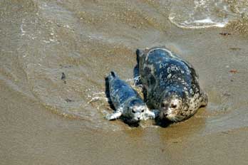 harbor seal mom and pup, CA